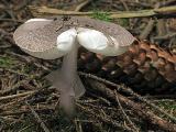 Amanita porphyria