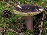 Russula sardonia 