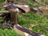 Russula sardonia 