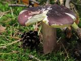 Russula sardonia 