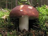 Russula badia 