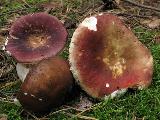 Russula badia 