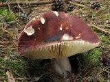 Russula badia 