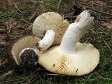 Russula badia 