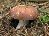 Russula badia 