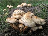 Pholiota squarrosa 