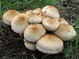 Pholiota squarrosa 