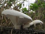 Pleurotus dryinus 