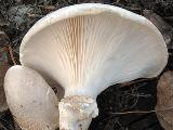 Pleurotus dryinus 