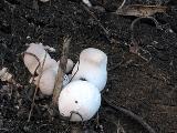Pleurotus dryinus 