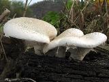 Pleurotus dryinus 