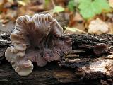 Auricularia mesenterica 