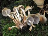 Hypholoma capnoides