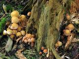 Hypholoma capnoides