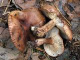 Tricholoma fulvum