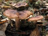 Tricholoma fulvum 