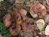 Tricholoma fulvum 