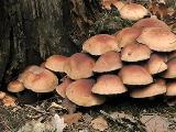 Hypholoma lateritium 