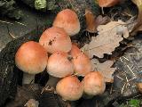 Hypholoma lateritium