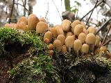 Coprinellus micaceus 