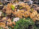 Coprinellus micaceus 