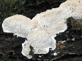 Trametes suaveolens 