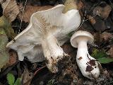 Clitocybe nebularis 