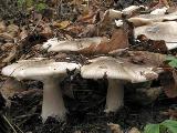 Clitocybe nebularis