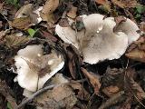 Clitocybe nebularis 