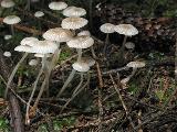 Mycena vulgaris