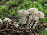 Mycena vulgaris