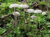 Mycena vulgaris