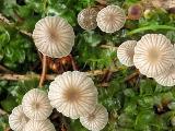 Mycena vulgaris 