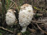 Coprinus comatus 