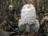 Coprinus comatus 