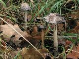 Coprinus comatus 