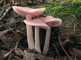 Mycena rosea