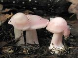 Mycena rosea 