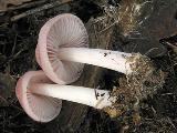 Mycena rosea 