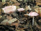 Mycena rosea