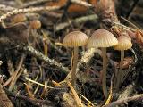 Mycena aurantiomarginata 