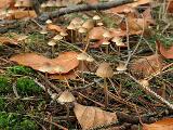 Mycena aurantiomarginata 