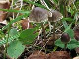 Mycena aetites