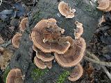 Trametes versicolor 
