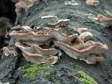 Trametes versicolor 