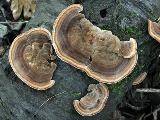 Trametes versicolor