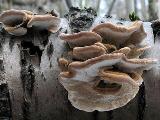 Trametes versicolor 