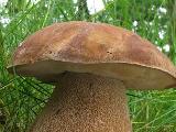 Boletus reticulatus 