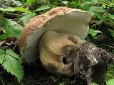 Boletus reticulatus 