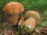 Boletus reticulatus